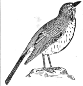 Description images/pp0523 1