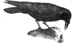 Description images/pp0534 1