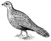 Description images/pp0558 1