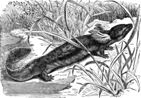 Description images/pp0569 1