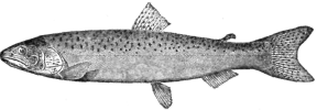 Description images/pp0571 1