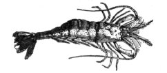 Description images/pp0053 3