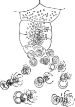 Description images/pp0102 1