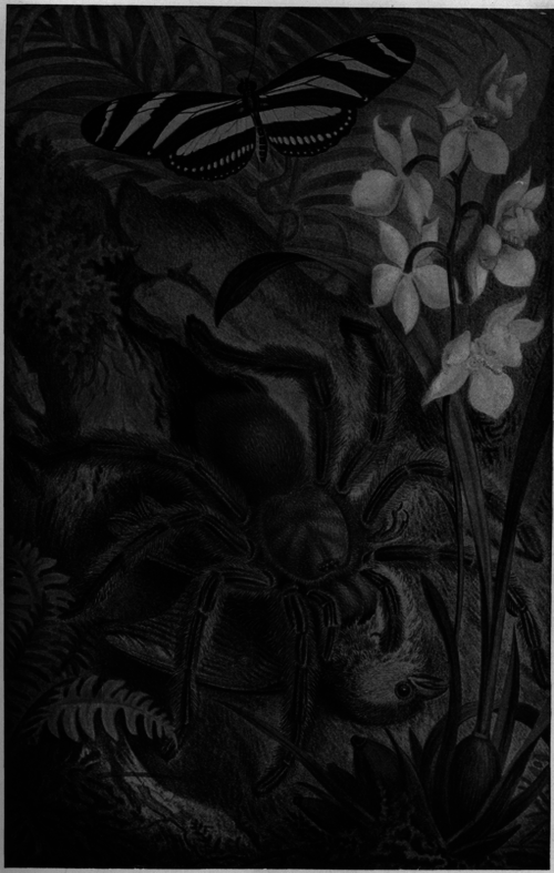 Description images/pp0105 1