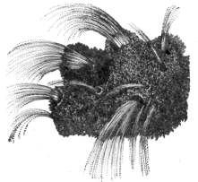 Description images/pp0109 1