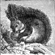 Description images/pp0114 1