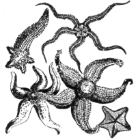 Description images/pp0120 1