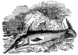 Description images/pp0168 1