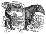 Description images/pp0180 1