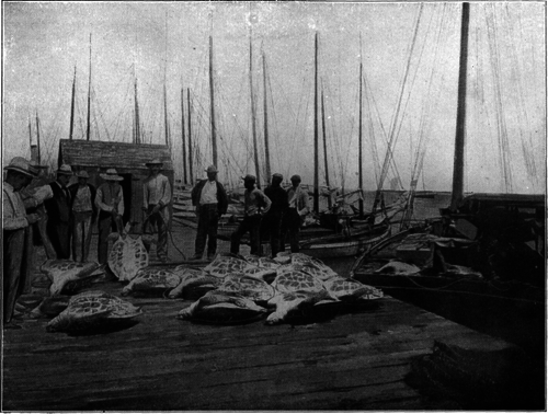 Description images/pp0270 1