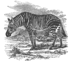 Description images/pp0449 1