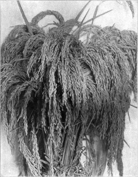 A Sheaf Of Rice