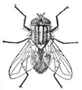 A house fly
magnified