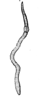 An earth-worm showing the sections or rings of muscle