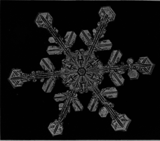 Beautiful
Star-Shaped Design