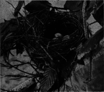 Blue Jay's Nest