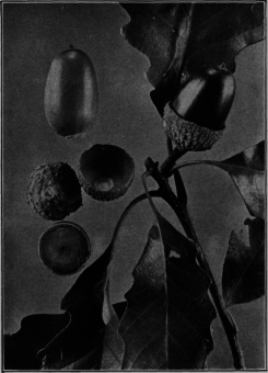 Chestnut Oak