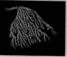 Coral-Like Branch Showing Feather Type In Detail
