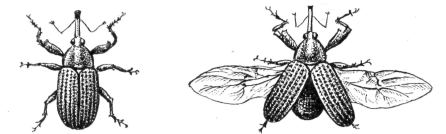Cotton-boll weevil