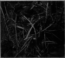 Crow's Nest With Young Nearly Ready To Fly