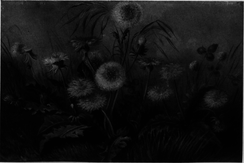 Dandelion, Showing Plant, Flowers And Seed Heads