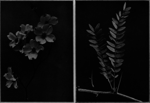 Dogwood. Honey
Locust.