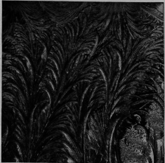 Feather
Fern Frostwork On Window