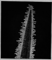 Hoar Frost On
Grass Blade