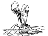 Ichneumon Fly