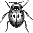 Lady-Bird