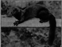 Mink