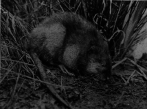 Muskrat