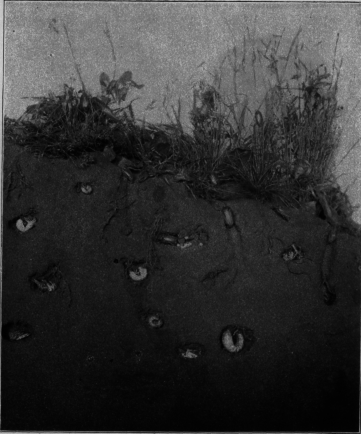 Nest Of
Beetles Underground