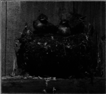 Phoebe's
Nest Built On A Beam