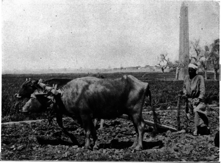 Plowing with oxen and a wooden plow