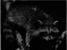 Raccoon