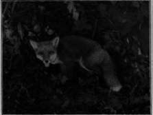 Red Fox