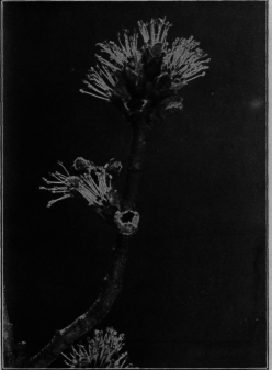 Silver Maple Flower