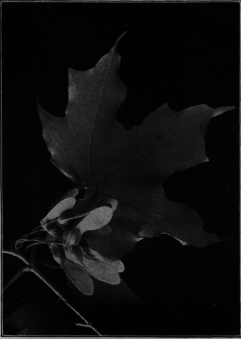 Sugar Maple
