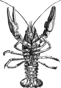 The underside
of a crawfish
