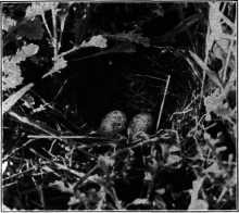 Vesper Sparrow's
Nest