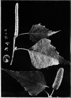 White Birch