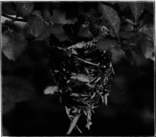 White-Eyed Vireo
On Nest