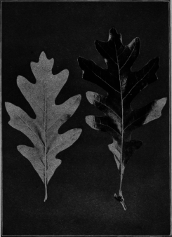 White Oak
