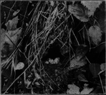 >Worm-Eating
Warbler's Nest