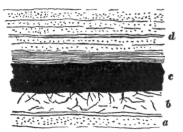 a vein or bed of coal as it lies in the earth