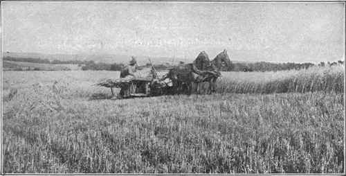 A Marsh Harvester as Built by the McCormick Company in 1874