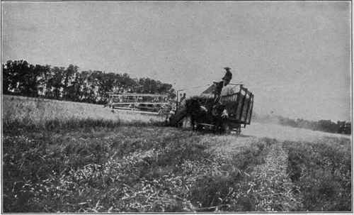 A McCormick Header Binder which Elevates the Grain into Wagons which Drive