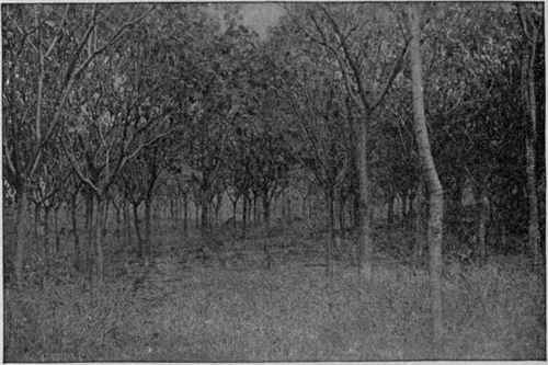 A Young Rubber Plantation