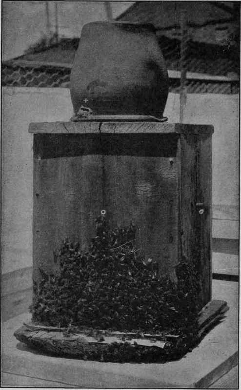 An Old Style Hive What is inside?